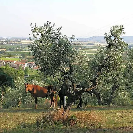 Oda ve Kahvaltı Il Poggetto Venturina Terme